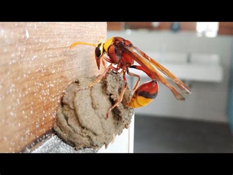 鳥來築巢 風水|【鳥築巢吉兆】迎祥納瑞：野鳥築巢，居家風水好兆。